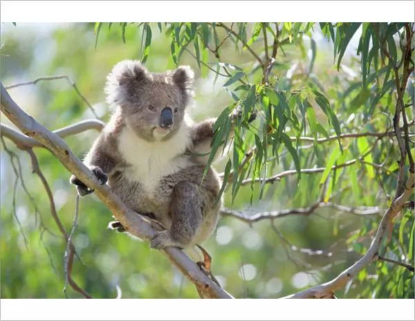 Koala - adult sitting high up in the trees feeding on this tough, toxic and low-nutritioned leaves. With one arm it's grabbing for a twig with fresh leaves and with the other it holds on to a branch to not to fall off - Otway National Park