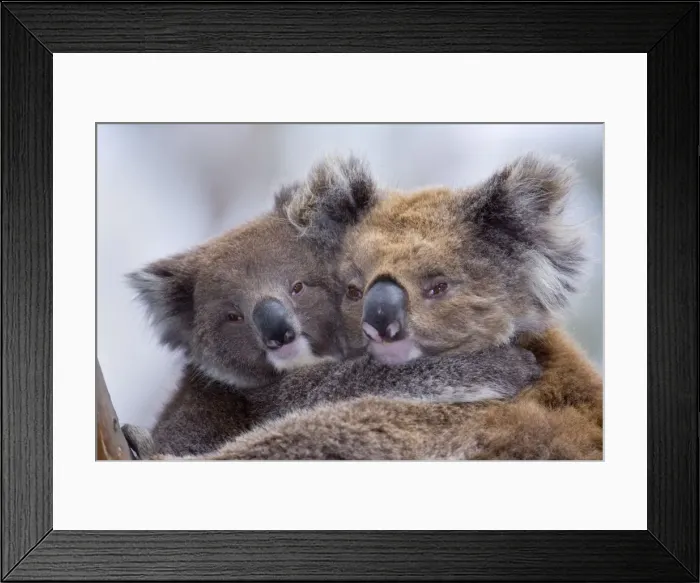 Framed Print : Koala - cute portrait of mother and child embracing each other lovingly. They look very happy and content - Otway National Park, Victoria, Australia Framed Print : Koala - cute portrait of mother and child embracing each other lovingly. They look very happy and content - Otway National Park, Victoria, Australia
