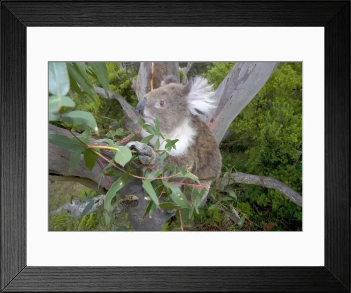 Framed Print : Koala - wideangle shot of an adult feeding on the tough, toxic and low-nutritioned leaves of an eucalypt tree - Otway National Park, Victoria, Australia Framed Print : Koala - wideangle shot of an adult feeding on the tough, toxic and low-nutritioned leaves of an eucalypt tree - Otway National Park, Victoria, Australia