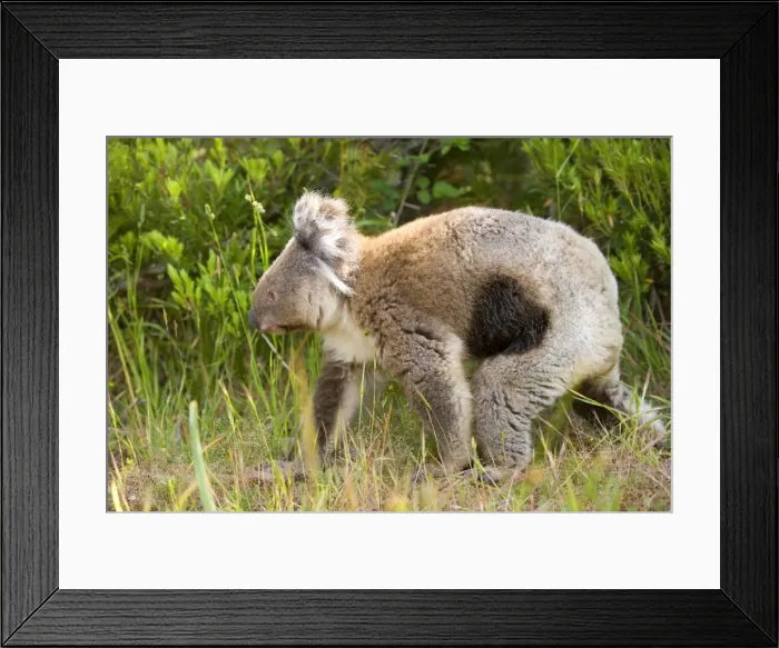 Framed Print : Koala - adult koala which came down with the deadly illness Chlamydia pecorum, also called koala aids, walks on the ground in a coastal eucalypt forest Framed Print : Koala - adult koala which came down with the deadly illness Chlamydia pecorum, also called koala aids, walks on the ground in a coastal eucalypt forest