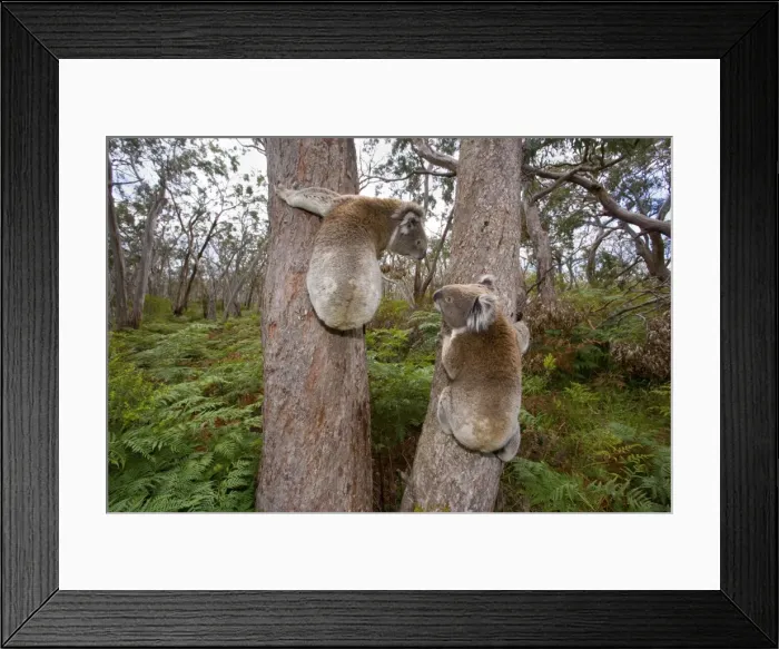 Framed Print : Koala - widenangle shot of two male Koalas clinging to two seperate trees having a discussion about territory borders and females. Bellows, grunts and screams are uttered to demonstrate dominance - Otway National Park, Victoria, Australia Framed Print : Koala - widenangle shot of two male Koalas clinging to two seperate trees having a discussion about territory borders and females. Bellows, grunts and screams are uttered to demonstrate dominance - Otway National Park, Victoria, Australia
