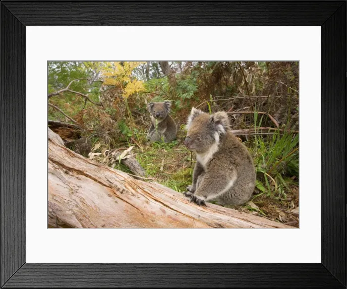 Framed Print : Koala - femala Koala sitting in the foreground and a male in the background on the ground in a beautiful coloured eucalypt forest. The male is just waiting for its chance to advance the female for mating purposes - Otway National Park, Victoria Framed Print : Koala - femala Koala sitting in the foreground and a male in the background on the ground in a beautiful coloured eucalypt forest. The male is just waiting for its chance to advance the female for mating purposes - Otway National Park, Victoria
