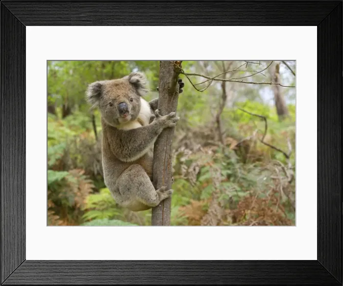 Framed Print : Koala - strong male Koala about to climb a slim tree. Male Koalas mark the ground and tree trunks in their territory with urine and secretions from a chest gland Framed Print : Koala - strong male Koala about to climb a slim tree. Male Koalas mark the ground and tree trunks in their territory with urine and secretions from a chest gland