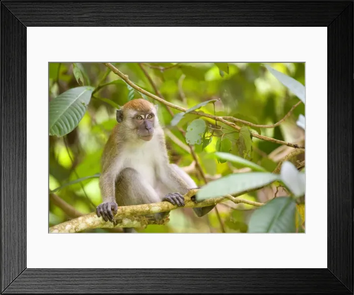 Framed Print : Long-tailed macaque - adult sitting on a branch in dense tropical rainforest looking out - Gunung-Leuser National Park, Sumatra, Indonesia Framed Print : Long-tailed macaque - adult sitting on a branch in dense tropical rainforest looking out - Gunung-Leuser National Park, Sumatra, Indonesia