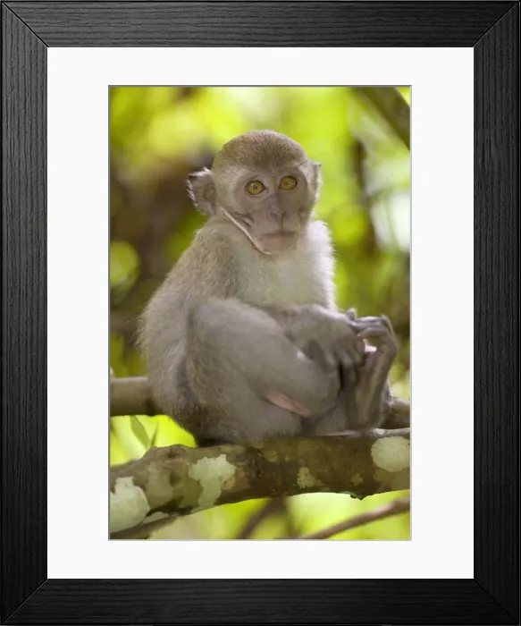 Framed Print : Long-tailed macaque - young sitting on a branch in dense tropical rainforest scratching itself. It is looking directly into the camera - Gunung-Leuser National Park, Sumatra, Indonesia Framed Print : Long-tailed macaque - young sitting on a branch in dense tropical rainforest scratching itself. It is looking directly into the camera - Gunung-Leuser National Park, Sumatra, Indonesia