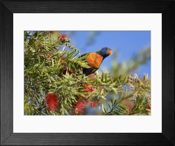 Framed Print : Rainbow Lorikeet - curious and very colourful adult sitting on a blooming Bottle Brush Tree - Hervey Bay, Queensland, Australia Framed Print : Rainbow Lorikeet - curious and very colourful adult sitting on a blooming Bottle Brush Tree - Hervey Bay, Queensland, Australia
