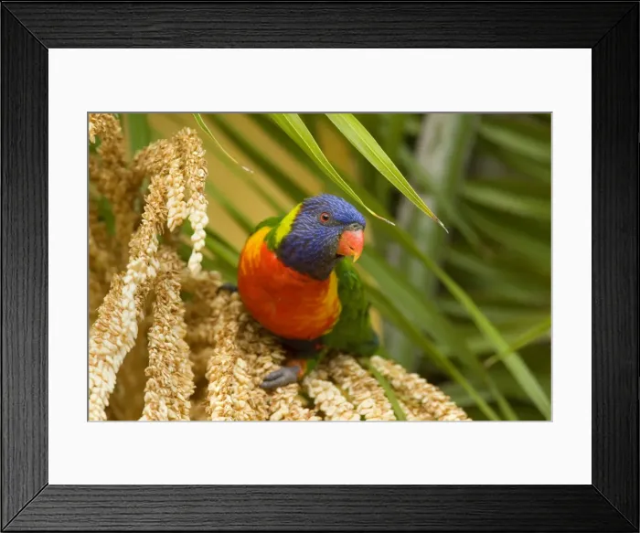 Framed Print : Rainbow Lorikeet - colourful adult sitting on a palm tree about to eat seeds - Hervey Bay, Queensland, Australia Framed Print : Rainbow Lorikeet - colourful adult sitting on a palm tree about to eat seeds - Hervey Bay, Queensland, Australia