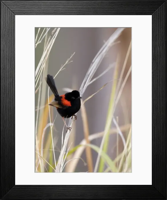 Framed Print : Red-backed Fairy Wren - adult sits on dried-up grass looking about - Atherton Tablelands, Queensland, Australia Framed Print : Red-backed Fairy Wren - adult sits on dried-up grass looking about - Atherton Tablelands, Queensland, Australia