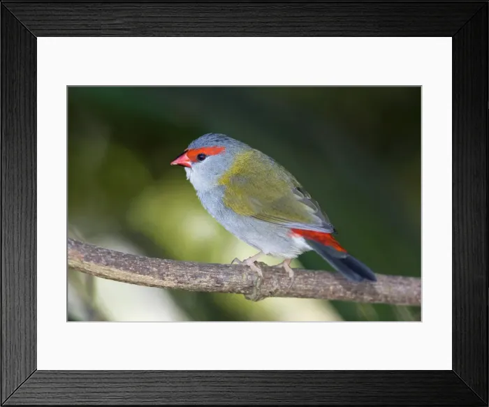 Framed Print : Red-browed Finch - adult sits on a branch under a bush in dense vegetation in a subtropical rainforest - Lamington National Park, Central Eastern Australian Rainforest World Heritage Area, Queensland, Australia Framed Print : Red-browed Finch - adult sits on a branch under a bush in dense vegetation in a subtropical rainforest - Lamington National Park, Central Eastern Australian Rainforest World Heritage Area, Queensland, Australia