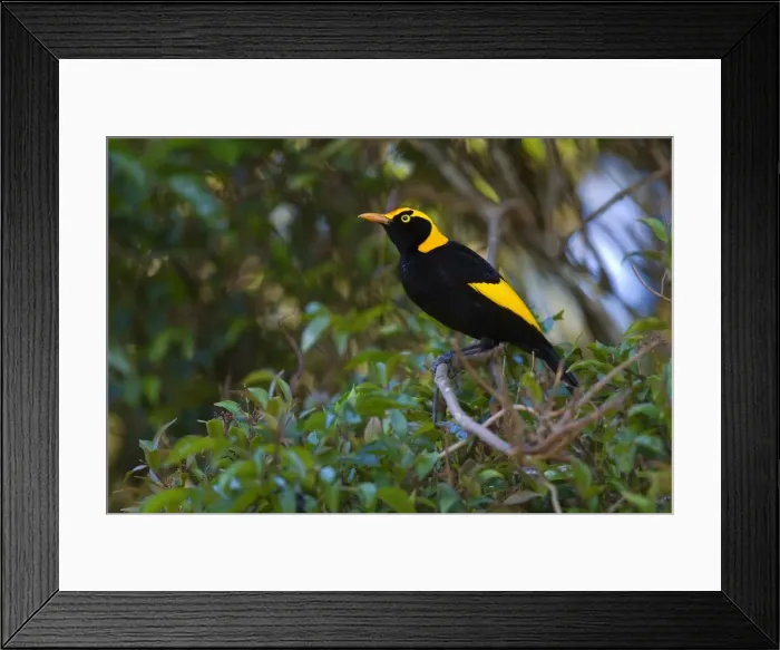 Framed Print : Regent Bowerbird - colourful adult male sits on a tree in lush subtropical rainforest - Lamington National Park, Central Eastern Australian Rainforest World Heritage Area, Queensland, Australia Framed Print : Regent Bowerbird - colourful adult male sits on a tree in lush subtropical rainforest - Lamington National Park, Central Eastern Australian Rainforest World Heritage Area, Queensland, Australia