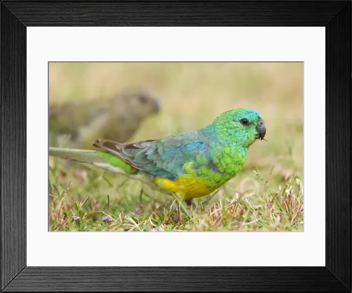 Framed Print : Red-rumped Parrot - male and female feeding on grass - Murray River Basin, Victoria, Australia Framed Print : Red-rumped Parrot - male and female feeding on grass - Murray River Basin, Victoria, Australia