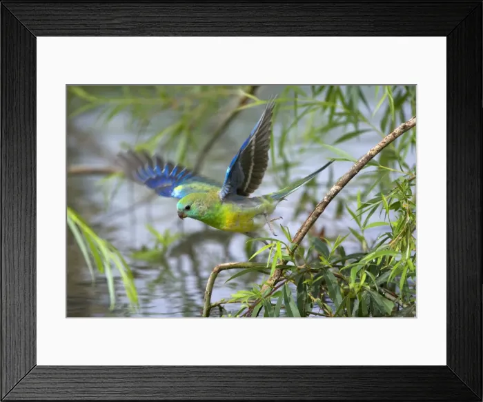 Framed Print : Red-rumped Parrot - adult male takes off from a willow at the shores of the Murray River. It was there to drink - Murray River Basin, Victoria, Australia Framed Print : Red-rumped Parrot - adult male takes off from a willow at the shores of the Murray River. It was there to drink - Murray River Basin, Victoria, Australia