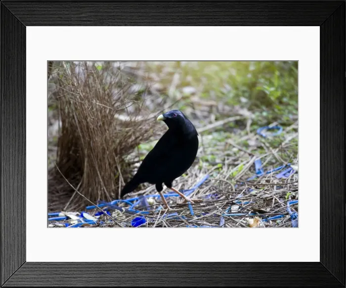Framed Print : Satin Bowerbird - male adult stands in front of its beautiful decorated Bower. This one seems to have a penchant for blue, because it collected all kind of objects with a brightly blue colour - Lamington National Park Framed Print : Satin Bowerbird - male adult stands in front of its beautiful decorated Bower. This one seems to have a penchant for blue, because it collected all kind of objects with a brightly blue colour - Lamington National Park