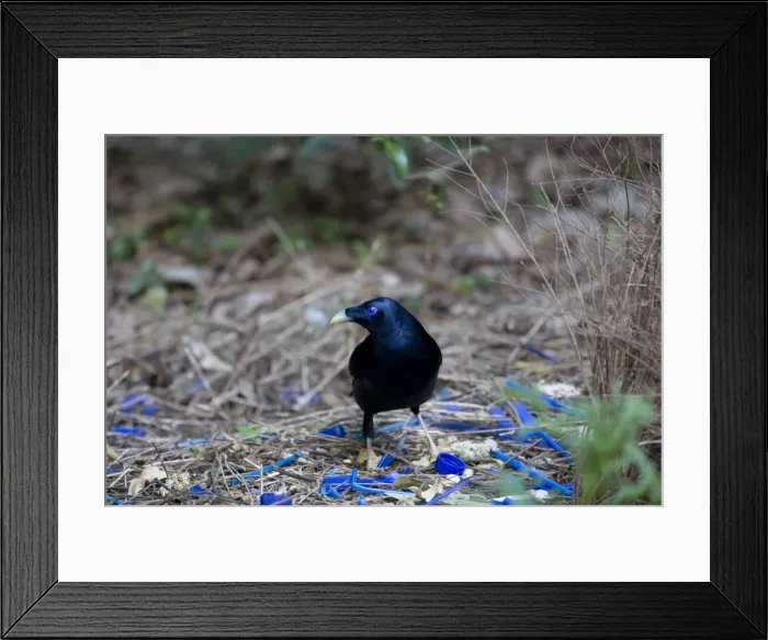 Framed Print : Satin Bowerbird - male adult stands in front of its beautiful decorated Bower. This one seems to have a penchant for blue, because it collected all kind of objects with a brightly blue colour - Lamington National Park Framed Print : Satin Bowerbird - male adult stands in front of its beautiful decorated Bower. This one seems to have a penchant for blue, because it collected all kind of objects with a brightly blue colour - Lamington National Park