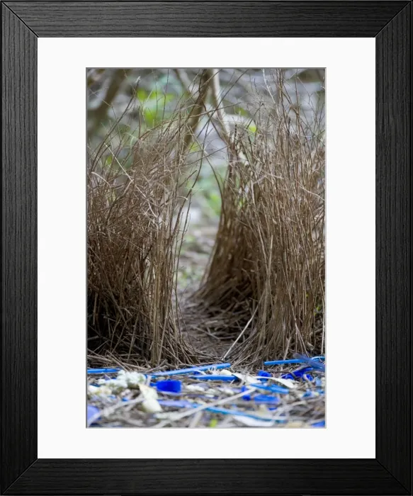 Framed Print : Satin Bowerbird - beautiful decorated bower. This one seems to have a penchant for blue, because it collected all kind of objects with a brightly blue colour - Lamington National Park, Central Eastern Australian Rainforest World Heritage Area Framed Print : Satin Bowerbird - beautiful decorated bower. This one seems to have a penchant for blue, because it collected all kind of objects with a brightly blue colour - Lamington National Park, Central Eastern Australian Rainforest World Heritage Area
