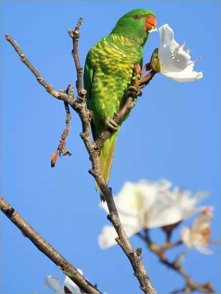Scaly-breasted Lorikeet - adult sitting on the very top of a tree feeding on a white tree blossom - Hervey Bay, Queensland, Australia