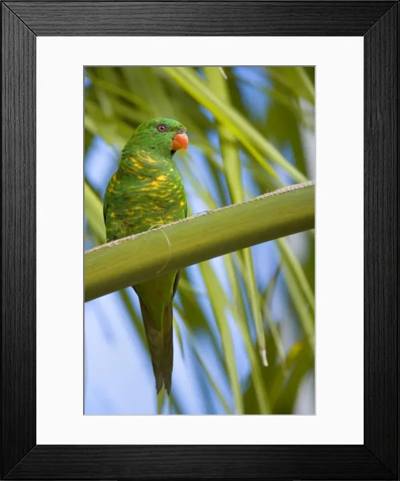 Framed Print : Scaly-breasted Lorikeet - adult sitting on a palm tree looking out - Hervey Bay, Queensland, Australia Framed Print : Scaly-breasted Lorikeet - adult sitting on a palm tree looking out - Hervey Bay, Queensland, Australia