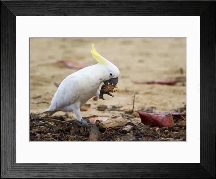 Framed Print : Sulphur-crested Cockatoo - adult at a beach tries to break a very sturdy nut. To acomplish the task it holds the nut in one of its claws and tries to open it with its strong beak. All the while it is standing on only one foot Framed Print : Sulphur-crested Cockatoo - adult at a beach tries to break a very sturdy nut. To acomplish the task it holds the nut in one of its claws and tries to open it with its strong beak. All the while it is standing on only one foot