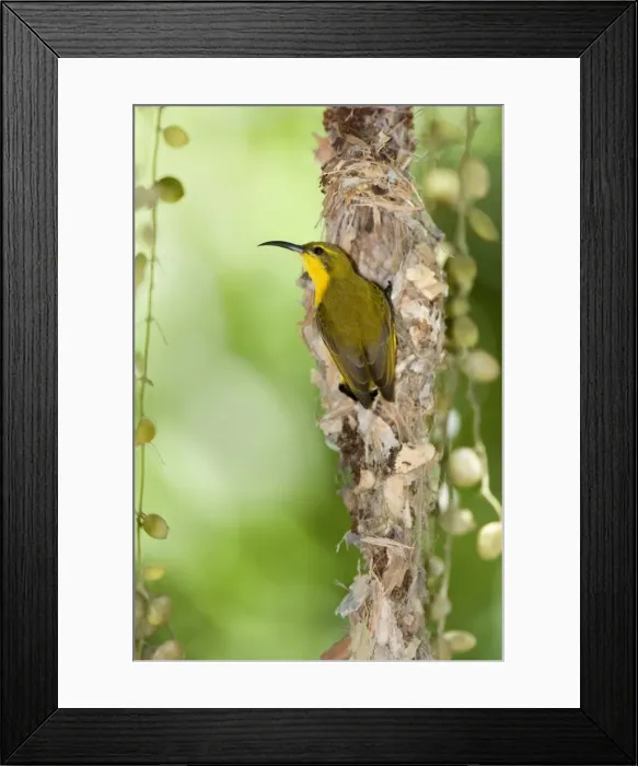 Framed Print : Olive-backed Sunbird - female adult in the process of building a filigrane hanging nest made out of cobwebs, leaves and small sticks - Queensland, Wet Tropics World Heritage Area, Australia Framed Print : Olive-backed Sunbird - female adult in the process of building a filigrane hanging nest made out of cobwebs, leaves and small sticks - Queensland, Wet Tropics World Heritage Area, Australia