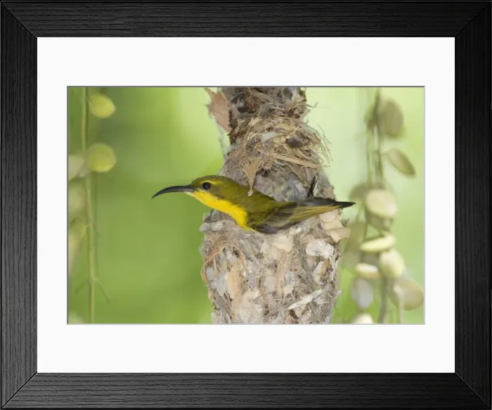 Framed Print : Olive-backed Sunbird - female adult in the process of building a filigrane hanging nest made out of cobwebs, leaves and small sticks. Right now, it's sitting in the nest with only its head and on wing sticking out Framed Print : Olive-backed Sunbird - female adult in the process of building a filigrane hanging nest made out of cobwebs, leaves and small sticks. Right now, it's sitting in the nest with only its head and on wing sticking out