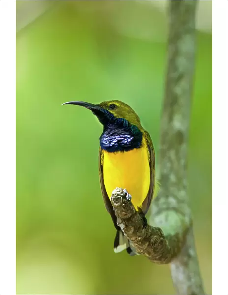 Olive-backed Sunbird - colourful male adult sitting on a branch showing off its brightly coloured throat - Queensland, Wet Tropics World Heritage Area, Australia