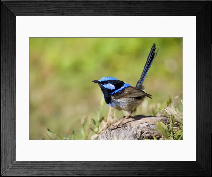 Framed Print : Superb Fairy Wren - colourful adult male sits on a tree root looking about - Wilson's Promontory National Park, Victoria, Australia Framed Print : Superb Fairy Wren - colourful adult male sits on a tree root looking about - Wilson's Promontory National Park, Victoria, Australia