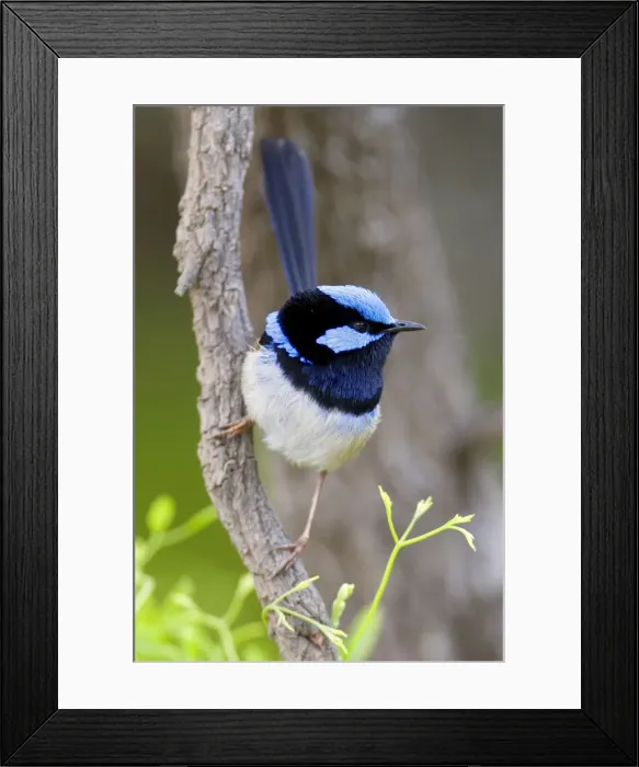 Framed Print : Superb Fairy Wren - colourful adult male sits on a tree branch looking about - Wilson's Promontory National Park, Victoria, Australia Framed Print : Superb Fairy Wren - colourful adult male sits on a tree branch looking about - Wilson's Promontory National Park, Victoria, Australia