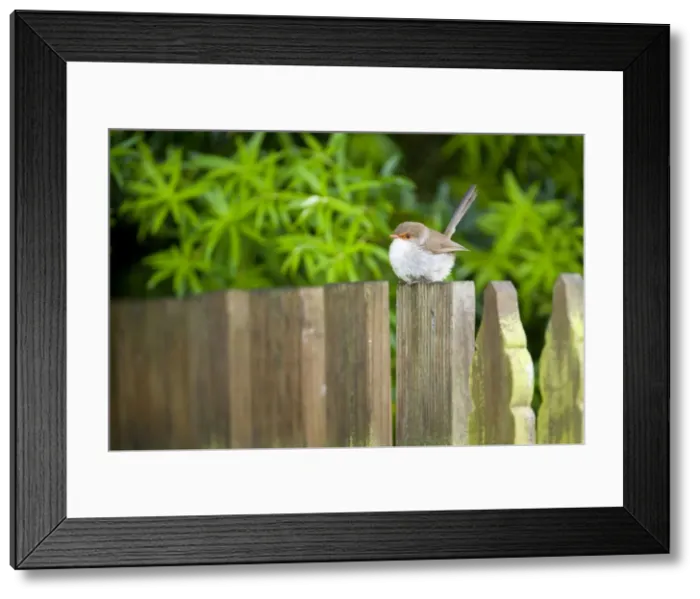 Framed Print : Superb Fairy Wren - rather dull coloured female sitting on a wooded ornamental fence in a garden - Strahan, Tasmania, Australia