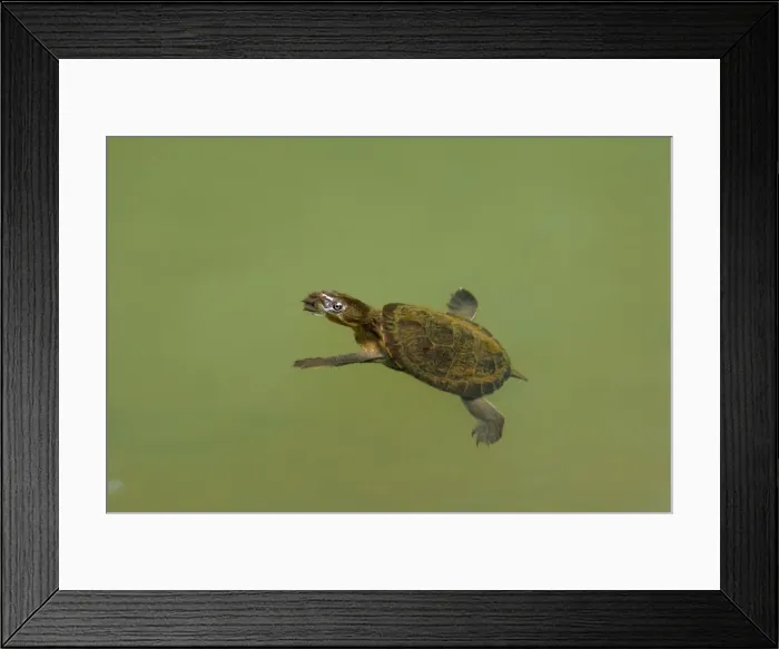 Framed Print : Saw-shelled Turtle / Serrated Snapping Turtle / Eastern Snapping Turtle / Saw-Shelled Snapping Turtle / Eastern Snapping Tortoise - adult swims close to the surface of a river - Mallanda Falls, Atherton Tablelands, Wet Tropics World Heritage Area Framed Print : Saw-shelled Turtle / Serrated Snapping Turtle / Eastern Snapping Turtle / Saw-Shelled Snapping Turtle / Eastern Snapping Tortoise - adult swims close to the surface of a river - Mallanda Falls, Atherton Tablelands, Wet Tropics World Heritage Area