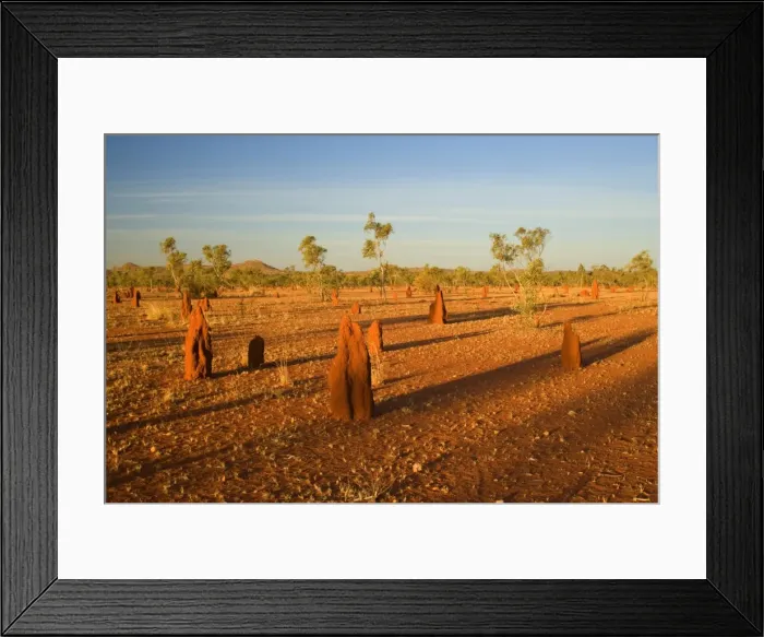 Framed Print : Termite mounds - sandy field with numerous Cathedral Termite mounds in last evening light - near Mt. Isa, Outback Queensland, Australia Framed Print : Termite mounds - sandy field with numerous Cathedral Termite mounds in last evening light - near Mt. Isa, Outback Queensland, Australia