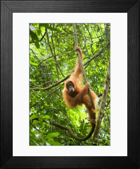 Framed Print : Sumatran Orangutan - adult hanging in the trees of a sumatran rainforest, looking down into the camera. Because of the counterlight, the hair of the orangutan are illuminated to shine in a bright orange - Gunung-Leuser National Park, Sumatra Framed Print : Sumatran Orangutan - adult hanging in the trees of a sumatran rainforest, looking down into the camera. Because of the counterlight, the hair of the orangutan are illuminated to shine in a bright orange - Gunung-Leuser National Park, Sumatra