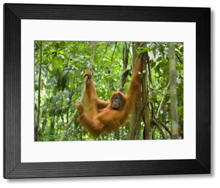 Framed Print : Sumatran Orangutan - young female hanging comfortably in the trees in a sumatran rainforest - Gunung-Leuser National Park, Sumatra, Indonesia Framed Print : Sumatran Orangutan - young female hanging comfortably in the trees in a sumatran rainforest - Gunung-Leuser National Park, Sumatra, Indonesia