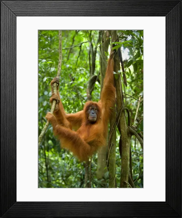 Framed Print : Sumatran Orangutan - young female hanging comfortably in the trees in a sumatran rainforest. She looks to something in the distance - Gunung-Leuser National Park, Sumatra, Indonesia Framed Print : Sumatran Orangutan - young female hanging comfortably in the trees in a sumatran rainforest. She looks to something in the distance - Gunung-Leuser National Park, Sumatra, Indonesia