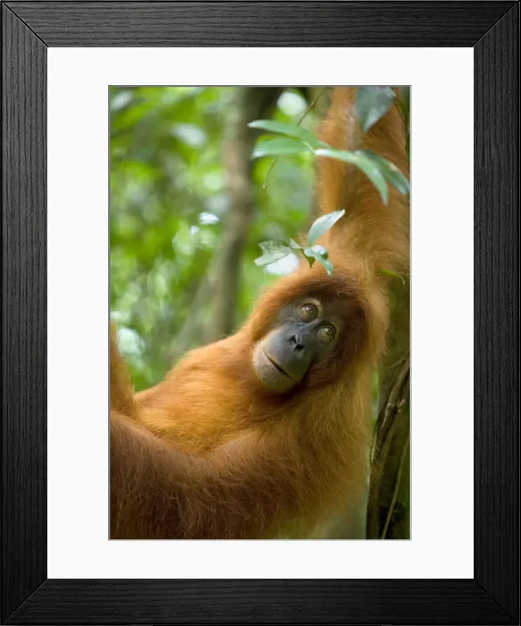 Framed Print : Sumatran Orangutan - portrait of female hanging comfortably in the trees in a sumatran rainforest. She is looking straight into the camera with a melancholic look - Gunung-Leuser National Park, Sumatra, Indonesia Framed Print : Sumatran Orangutan - portrait of female hanging comfortably in the trees in a sumatran rainforest. She is looking straight into the camera with a melancholic look - Gunung-Leuser National Park, Sumatra, Indonesia