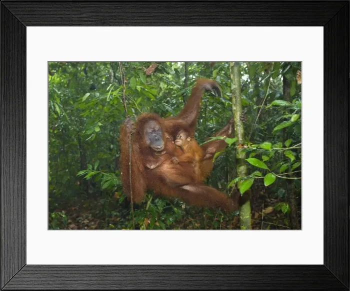 Framed Print : Sumatran Orangutan - mother and baby hanging lazily in the trees of a sumatran rainforest close to the ground. The baby is clinging fiercly to its mother and looks up toward her seeking eye contact - Gunung-Leuser National Park, Sumatra, Indonesia Framed Print : Sumatran Orangutan - mother and baby hanging lazily in the trees of a sumatran rainforest close to the ground. The baby is clinging fiercly to its mother and looks up toward her seeking eye contact - Gunung-Leuser National Park, Sumatra, Indonesia