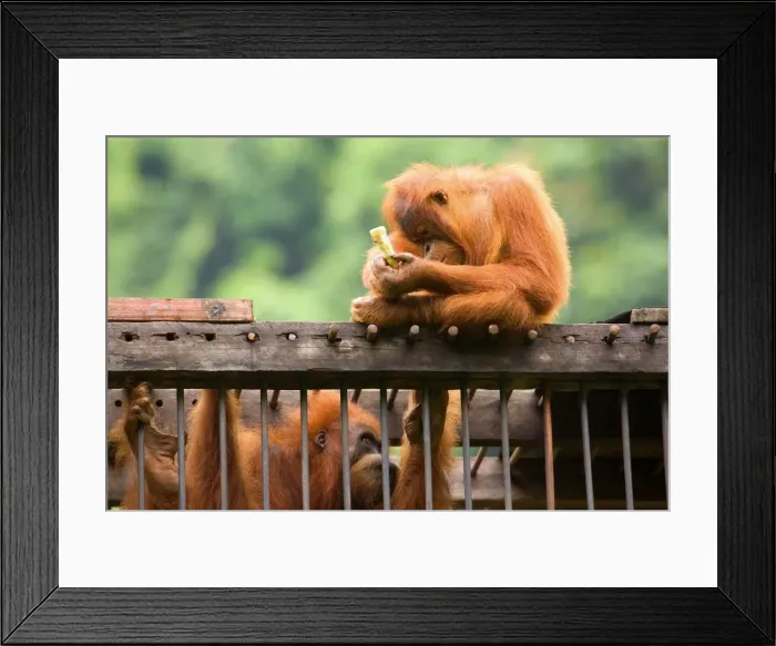 Framed Print : Sumatran Orangutan - a young one is sitting on top of a cage which holds an adult one captive. The young one is holding a banana which it intends to stick through the bars to feed the captivated one Framed Print : Sumatran Orangutan - a young one is sitting on top of a cage which holds an adult one captive. The young one is holding a banana which it intends to stick through the bars to feed the captivated one