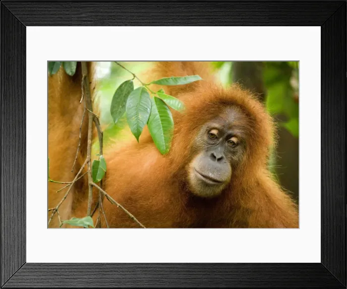 Framed Print : Sumatran Orangutan - portrait of an adult hanging in the trees in a sumatran rainforest. It's glancing towards the ground - Gunung-Leuser National Park, Sumatra, Indonesia Framed Print : Sumatran Orangutan - portrait of an adult hanging in the trees in a sumatran rainforest. It's glancing towards the ground - Gunung-Leuser National Park, Sumatra, Indonesia