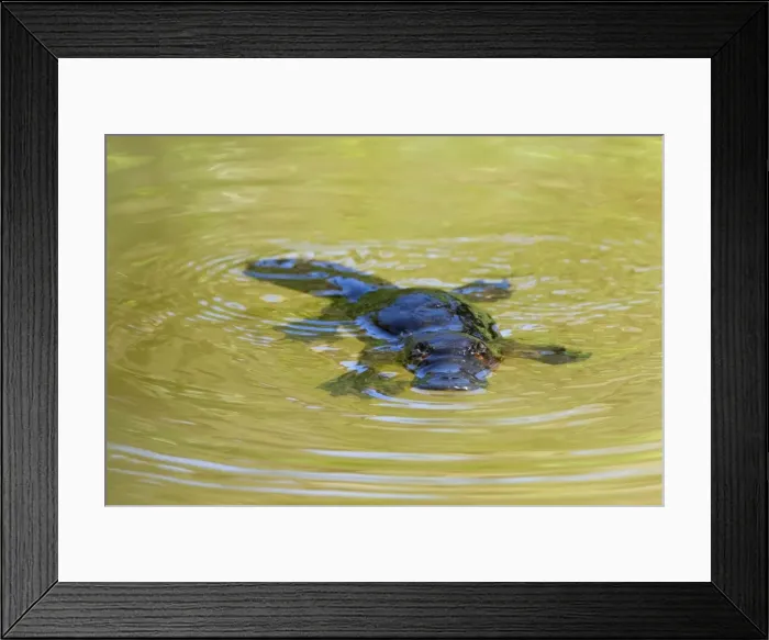 Framed Print : Platypus - adult floating on the surface of a river grinding up food which was collected from the ground - Yungaburra, Atherton Tablelands, Queensland, Australia Framed Print : Platypus - adult floating on the surface of a river grinding up food which was collected from the ground - Yungaburra, Atherton Tablelands, Queensland, Australia