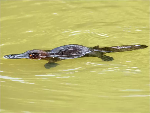 Platypus - adult swimming in a river collecting food - Yungaburra, Atherton Tablelands, Queensland, Australia