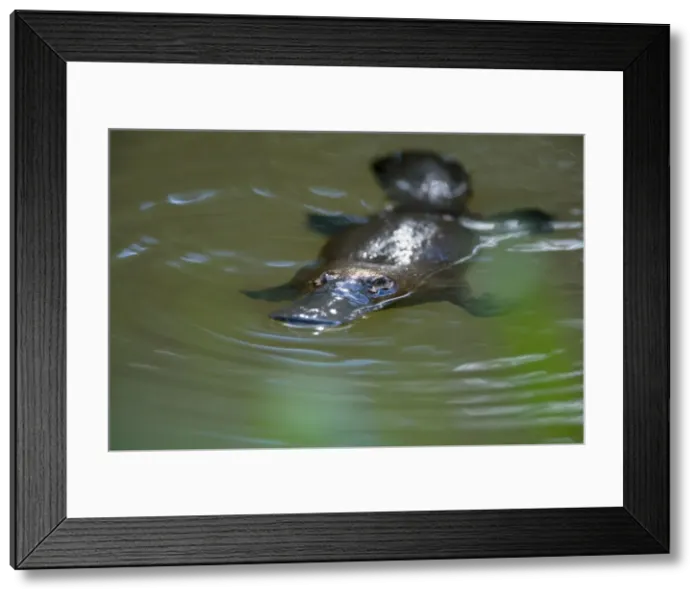 Framed Print : Platypus - adult floating on the surface of a river grinding up food which was collected from the ground - Yungaburra, Atherton Tablelands, Queensland, Australia Framed Print : Platypus - adult floating on the surface of a river grinding up food which was collected from the ground - Yungaburra, Atherton Tablelands, Queensland, Australia
