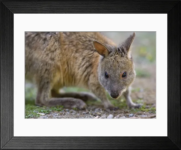 Framed Print : Red-necked Pademelon - portrait of an adult - Lamington National Park, Queensland, Australia Framed Print : Red-necked Pademelon - portrait of an adult - Lamington National Park, Queensland, Australia