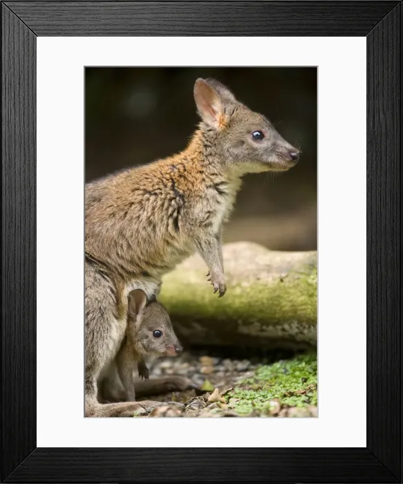 Framed Print : Red-necked Pademelon - adult female with cute joey in its pouch. Mother and child look straight ahead observing something in the distance - Lamington National Park, Queensland, Australia Framed Print : Red-necked Pademelon - adult female with cute joey in its pouch. Mother and child look straight ahead observing something in the distance - Lamington National Park, Queensland, Australia