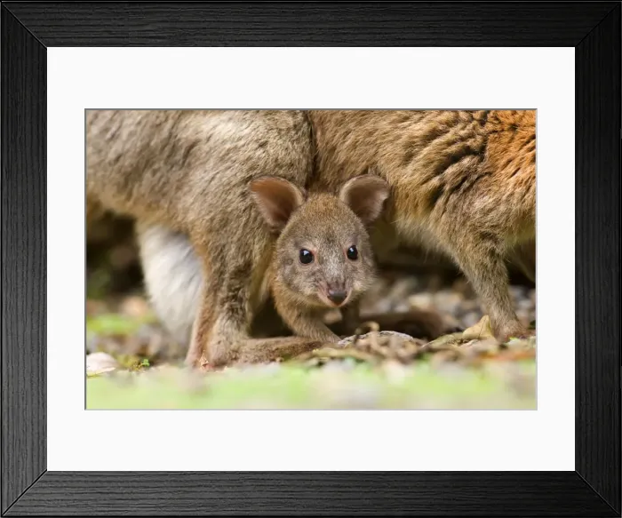 Framed Print : Red-necked Pademelon - portrait of a cute joey looking out between its mother's legs. She is on all fours feeding on the ground - Lamington National Park, Queensland, Australia Framed Print : Red-necked Pademelon - portrait of a cute joey looking out between its mother's legs. She is on all fours feeding on the ground - Lamington National Park, Queensland, Australia