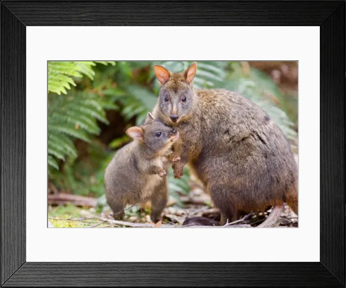 Framed Print : Tasmanian Pademelon - female adult and weaned young in lush temperate rainforest. The child wants to have contact with mother and sticks its nose close to hers. A cute mother and child shot - Mount Field National Park, Tasmania, Australia Framed Print : Tasmanian Pademelon - female adult and weaned young in lush temperate rainforest. The child wants to have contact with mother and sticks its nose close to hers. A cute mother and child shot - Mount Field National Park, Tasmania, Australia