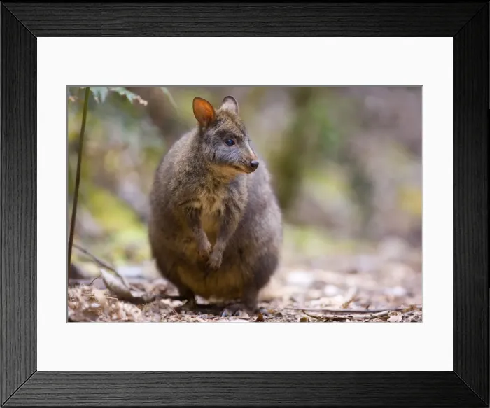 Framed Print : Tasmanian Pademelon - adult standing on its hind legs in lush temperate rainforest - Mount Field National Park, Tasmania, Australia Framed Print : Tasmanian Pademelon - adult standing on its hind legs in lush temperate rainforest - Mount Field National Park, Tasmania, Australia