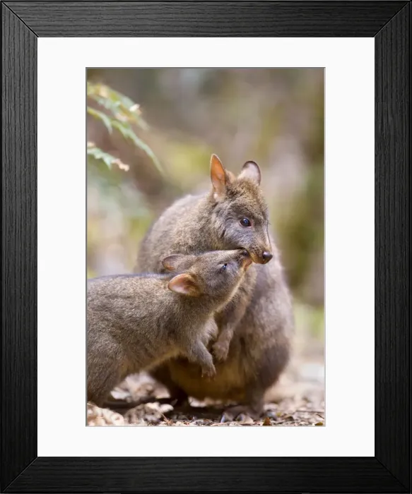 Framed Print : Tasmanian Pademelon - female adult and weaned young in lush temperate rainforest. The child wants to have contact with mother and sticks its nose close to hers. A cute mother and child shot - Mount Field National Park, Tasmania, Australia Framed Print : Tasmanian Pademelon - female adult and weaned young in lush temperate rainforest. The child wants to have contact with mother and sticks its nose close to hers. A cute mother and child shot - Mount Field National Park, Tasmania, Australia