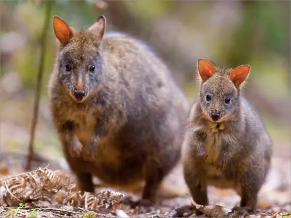 Tasmanian Pademelon - female adult and weaned young in lush temperate rainforest. They both stand side by side on their hind legs, looking directly into the camera - Mount Field National Park, Tasmania, Australia