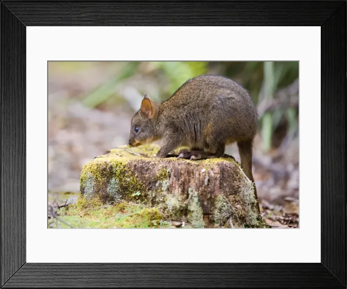 Framed Print : Tasmanian Pademelon - young one sitting on a moss-covered tree stump in lush temperate rainforest - Mount Field National Park, Tasmania, Australia Framed Print : Tasmanian Pademelon - young one sitting on a moss-covered tree stump in lush temperate rainforest - Mount Field National Park, Tasmania, Australia