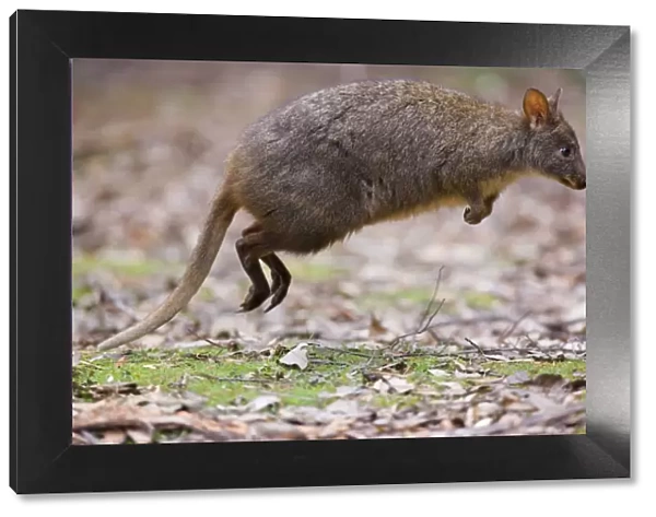 Tasmanian Pademelon - action shot of an adult in the proces of jumping kangaroo style using only its strong hind legs as a catapult - Mount Field National Park, Tasmania, Australia