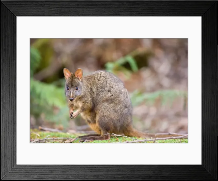 Framed Print : Tasmanian Pademelon - adult sitting on its hind legs in lush temperate rainforest, looking directly into the camera - Mount Field National Park, Tasmania, Australia Framed Print : Tasmanian Pademelon - adult sitting on its hind legs in lush temperate rainforest, looking directly into the camera - Mount Field National Park, Tasmania, Australia